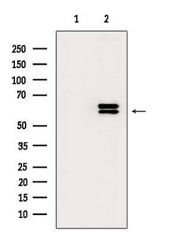 Invitrogen Phospho-LCK (Tyr394) Polyclonal Antibody 100 &mu;L; Unconjugated:Antibodies,