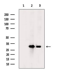 Invitrogen Phospho-CDK1 (Tyr15) Polyclonal Antibody 100 &mu;L; Unconjugated:Antibodies,