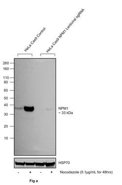 Invitrogen Phospho-NPM1 (Thr199) Polyclonal Antibody 100 &mu;L | Buy Online | Invitrogen&trade; | Fisher Scientific