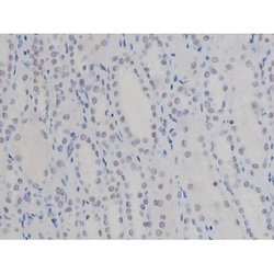 Invitrogen Phospho-NPM1 (Thr199) Polyclonal Antibody 100 &mu;L | Buy Online | Invitrogen&trade; | Fisher Scientific