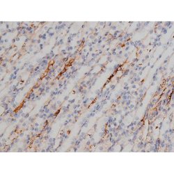 Invitrogen Phospho-NPM1 (Thr199) Polyclonal Antibody 100 &mu;L | Buy Online | Invitrogen&trade; | Fisher Scientific
