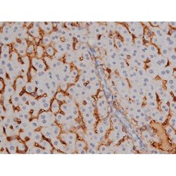 Invitrogen Phospho-NPM1 (Thr199) Polyclonal Antibody 100 &mu;L | Buy Online | Invitrogen&trade; | Fisher Scientific
