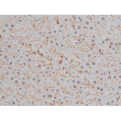 Invitrogen Phospho-NPM1 (Thr199) Polyclonal Antibody 100 &mu;L | Buy Online | Invitrogen&trade; | Fisher Scientific