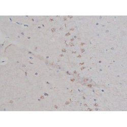 Invitrogen Phospho-NPM1 (Thr199) Polyclonal Antibody 100 &mu;L | Buy Online | Invitrogen&trade; | Fisher Scientific