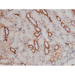 Invitrogen Phospho-NPM1 (Thr199) Polyclonal Antibody 100 &mu;L | Buy Online | Invitrogen&trade; | Fisher Scientific