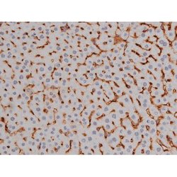 Invitrogen Phospho-NPM1 (Thr199) Polyclonal Antibody 100 &mu;L | Buy Online | Invitrogen&trade; | Fisher Scientific