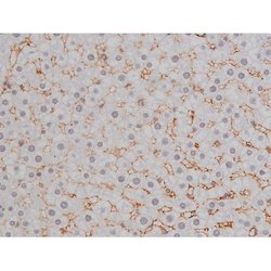 Invitrogen Phospho-NPM1 (Thr199) Polyclonal Antibody 100 &mu;L | Buy Online | Invitrogen&trade; | Fisher Scientific