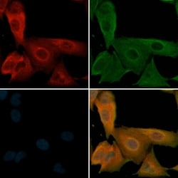 Invitrogen Phospho-beta-2 Adrenergic Receptor (Ser346) Polyclonal Antibody