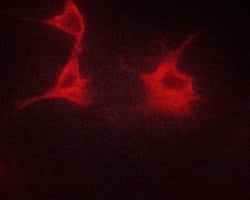Invitrogen Phospho-beta-2 Adrenergic Receptor (Ser346) Polyclonal Antibody