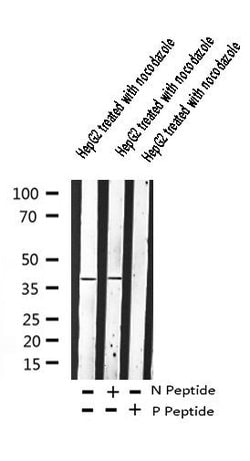 Invitrogen Phospho-beta-2 Adrenergic Receptor (Ser346) Polyclonal Antibody