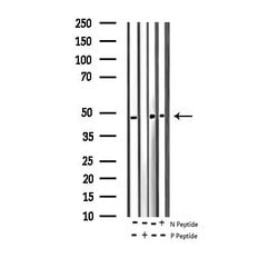 Invitrogen Phospho-hnRNP C (Ser260) Polyclonal Antibody 100 &mu;L | Buy Online | Invitrogen&trade; | Fisher Scientific