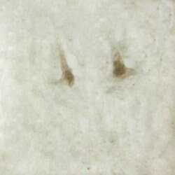 Invitrogen Phospho-SP1 (Thr453) Polyclonal Antibody 100 μL; Unconjugated:Antibodies,