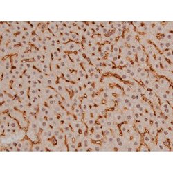 Invitrogen Phospho-SP1 (Thr453) Polyclonal Antibody 100 μL; Unconjugated:Antibodies,
