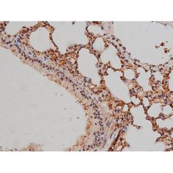 Invitrogen Phospho-SP1 (Thr453) Polyclonal Antibody 100 μL; Unconjugated:Antibodies,