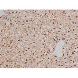 Invitrogen Phospho-SP1 (Thr453) Polyclonal Antibody 100 μL; Unconjugated:Antibodies,