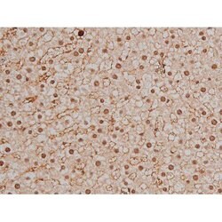 Invitrogen Phospho-SP1 (Thr453) Polyclonal Antibody 100 μL; Unconjugated:Antibodies,