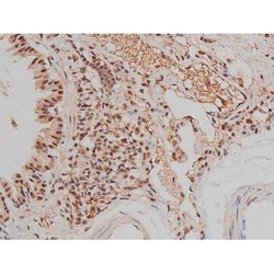 Invitrogen Phospho-SP1 (Thr453) Polyclonal Antibody 100 μL; Unconjugated:Antibodies,