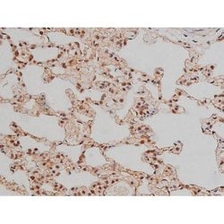 Invitrogen Phospho-SP1 (Thr453) Polyclonal Antibody 100 μL; Unconjugated:Antibodies,