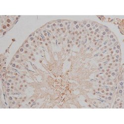 Invitrogen Phospho-SP1 (Thr453) Polyclonal Antibody 100 μL; Unconjugated:Antibodies,