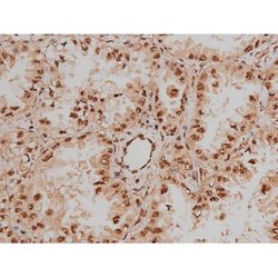 Invitrogen Phospho-SP1 (Thr453) Polyclonal Antibody 100 μL; Unconjugated:Antibodies,