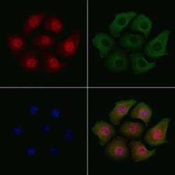 Invitrogen Phospho-SP1 (Thr739) Polyclonal Antibody 100 &mu;L; Unconjugated:Antibodies,
