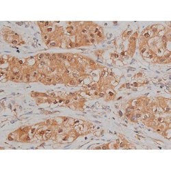 Invitrogen Phospho-SP1 (Thr739) Polyclonal Antibody 100 &mu;L; Unconjugated:Antibodies,