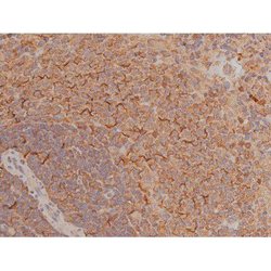 Invitrogen Phospho-SP1 (Thr739) Polyclonal Antibody 100 &mu;L; Unconjugated:Antibodies,
