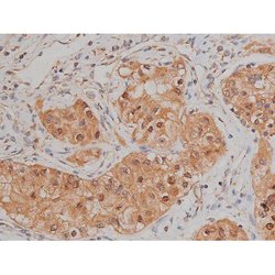 Invitrogen Phospho-SP1 (Thr739) Polyclonal Antibody 100 &mu;L; Unconjugated:Antibodies,