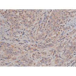 Invitrogen Phospho-SP1 (Thr739) Polyclonal Antibody 100 &mu;L; Unconjugated:Antibodies,