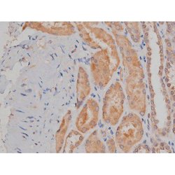 Invitrogen Phospho-SP1 (Thr739) Polyclonal Antibody 100 &mu;L; Unconjugated:Antibodies,