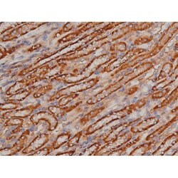 Invitrogen Phospho-SP1 (Thr739) Polyclonal Antibody 100 &mu;L; Unconjugated:Antibodies,
