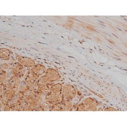 Invitrogen Phospho-SP1 (Thr739) Polyclonal Antibody 100 &mu;L; Unconjugated:Antibodies,