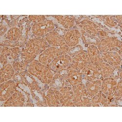 Invitrogen Phospho-SP1 (Thr739) Polyclonal Antibody 100 &mu;L; Unconjugated:Antibodies,