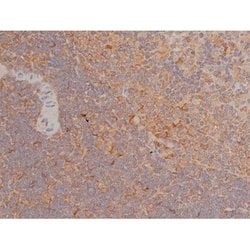 Invitrogen Phospho-SP1 (Thr739) Polyclonal Antibody 100 &mu;L; Unconjugated:Antibodies,