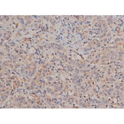 Invitrogen Phospho-SP1 (Thr739) Polyclonal Antibody 100 &mu;L; Unconjugated:Antibodies,
