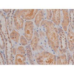 Invitrogen Phospho-SP1 (Thr739) Polyclonal Antibody 100 &mu;L; Unconjugated:Antibodies,