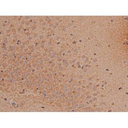 Invitrogen Phospho-SP1 (Thr739) Polyclonal Antibody 100 &mu;L; Unconjugated:Antibodies,