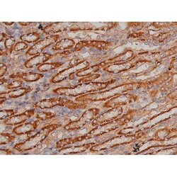 Invitrogen Phospho-SP1 (Thr739) Polyclonal Antibody 100 &mu;L; Unconjugated:Antibodies,