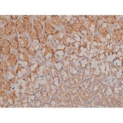 Invitrogen Phospho-SP1 (Thr739) Polyclonal Antibody 100 &mu;L; Unconjugated:Antibodies,