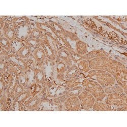 Invitrogen Phospho-SP1 (Thr739) Polyclonal Antibody 100 &mu;L; Unconjugated:Antibodies,