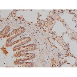 Invitrogen Phospho-SP1 (Thr739) Polyclonal Antibody 100 &mu;L; Unconjugated:Antibodies,