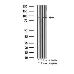 Invitrogen Phospho-SP1 (Thr739) Polyclonal Antibody 100 &mu;L; Unconjugated:Antibodies,