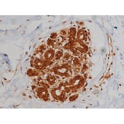 Invitrogen Phospho-IGF1R (Tyr1346) Polyclonal Antibody 100 &mu;L; Unconjugated:Antibodies,
