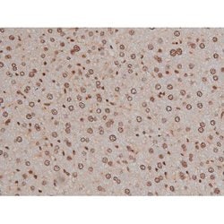 Invitrogen Phospho-IGF1R (Tyr1346) Polyclonal Antibody 100 &mu;L; Unconjugated:Antibodies,