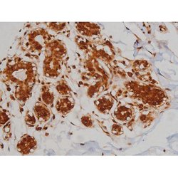 Invitrogen Phospho-IGF1R (Tyr1346) Polyclonal Antibody 100 &mu;L; Unconjugated:Antibodies,