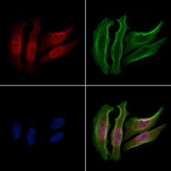 Invitrogen Phospho-HSP90 (Ser255) Polyclonal Antibody 100 &mu;L; Unconjugated:Antibodies,