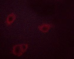 Invitrogen Phospho-HSP90 (Ser255) Polyclonal Antibody 100 &mu;L; Unconjugated:Antibodies,