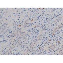 Invitrogen Phospho-HSP90 (Ser255) Polyclonal Antibody 100 &mu;L; Unconjugated:Antibodies,