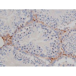 Invitrogen Phospho-HSP90 (Ser255) Polyclonal Antibody 100 &mu;L; Unconjugated:Antibodies,