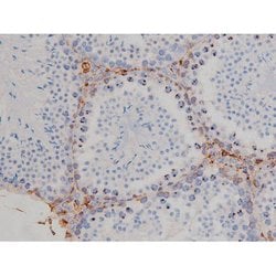 Invitrogen Phospho-HSP90 (Ser255) Polyclonal Antibody 100 &mu;L; Unconjugated:Antibodies,